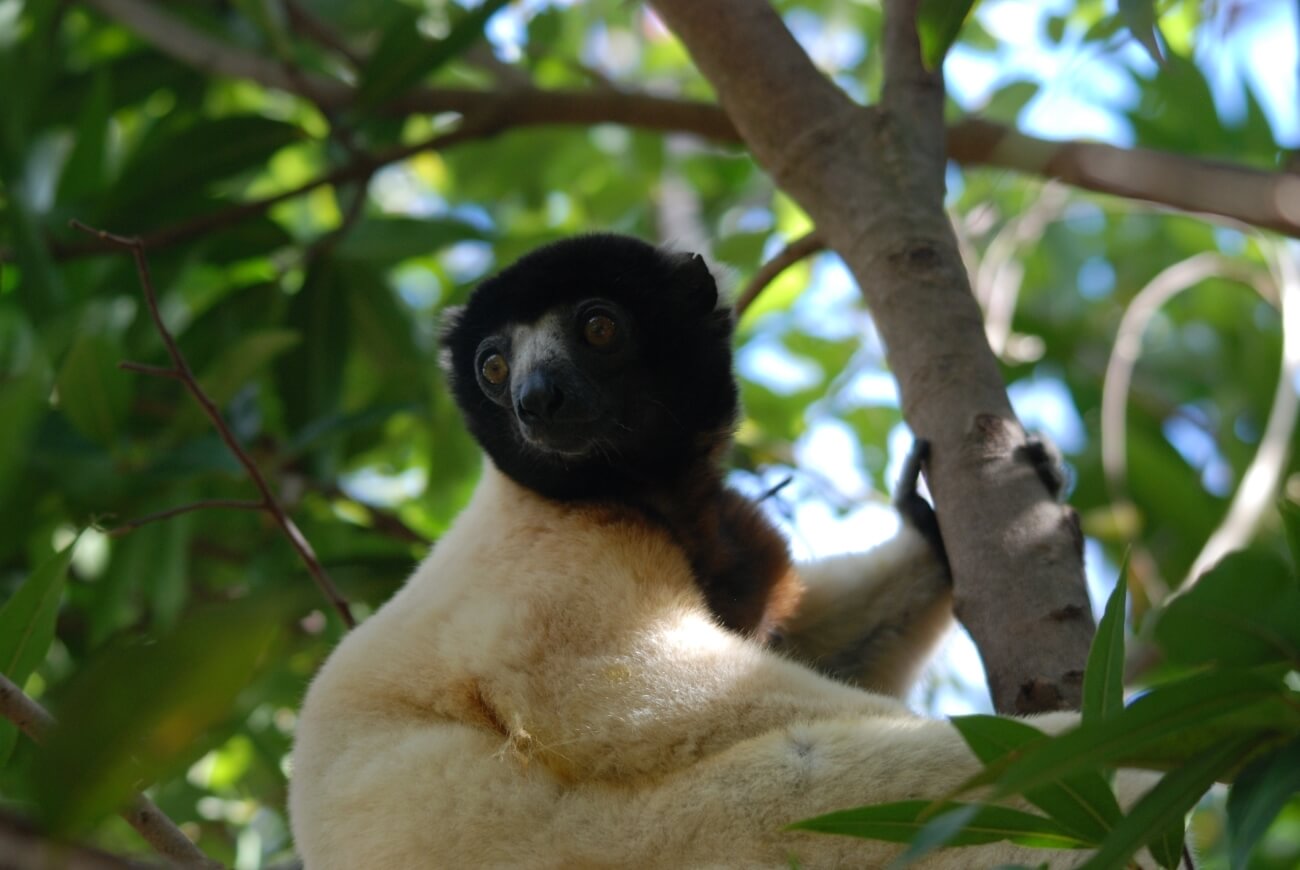 Madagaskar 5