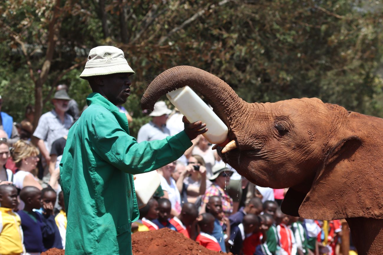 Kenya gezilecek yerler fil