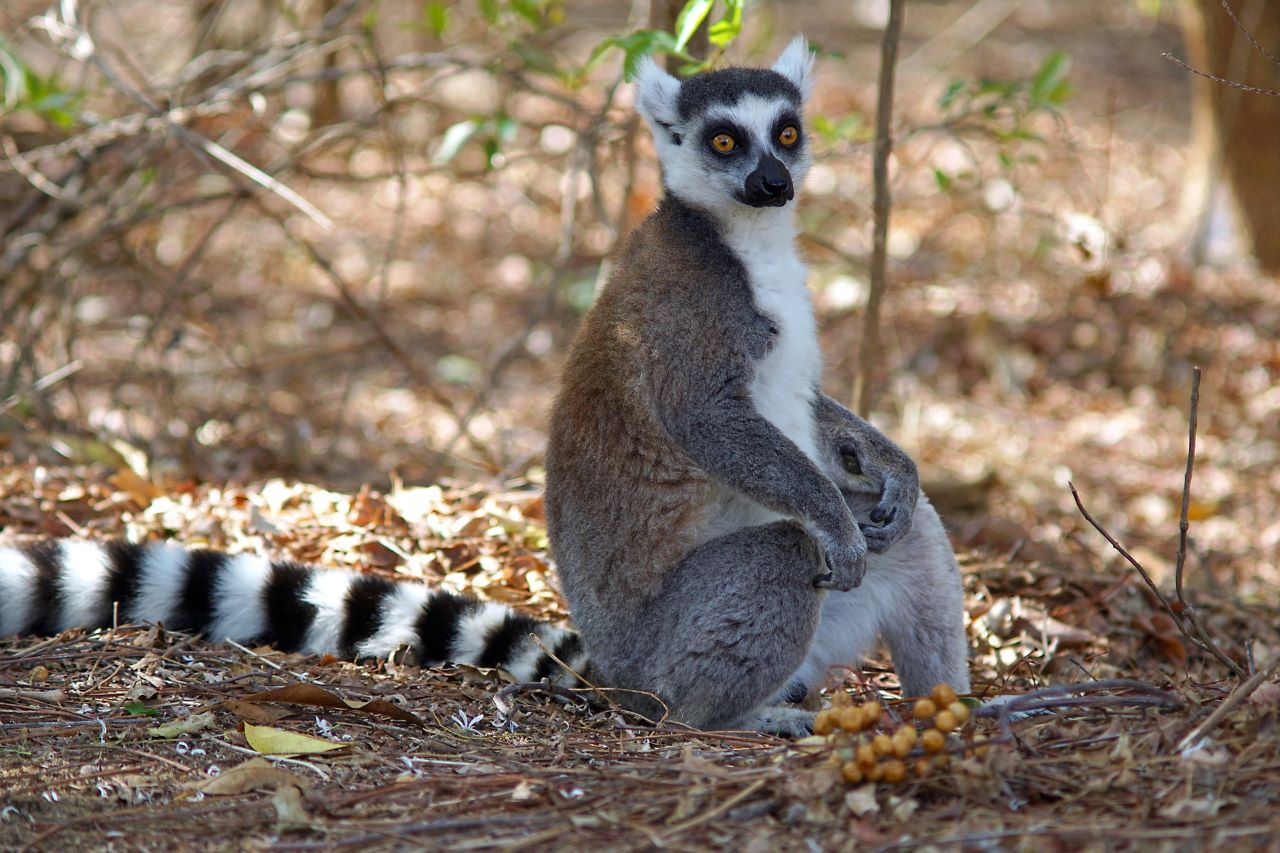 Madagaskar turu lemur