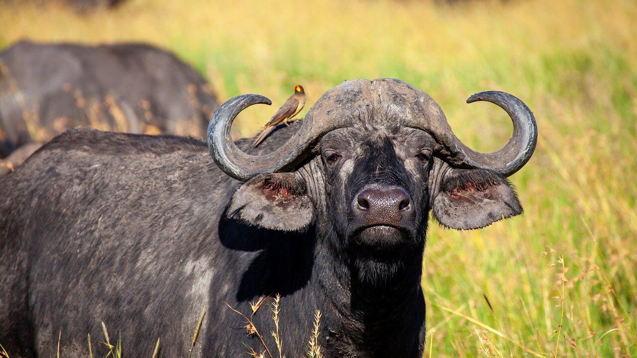Kenya turu safari bufalo