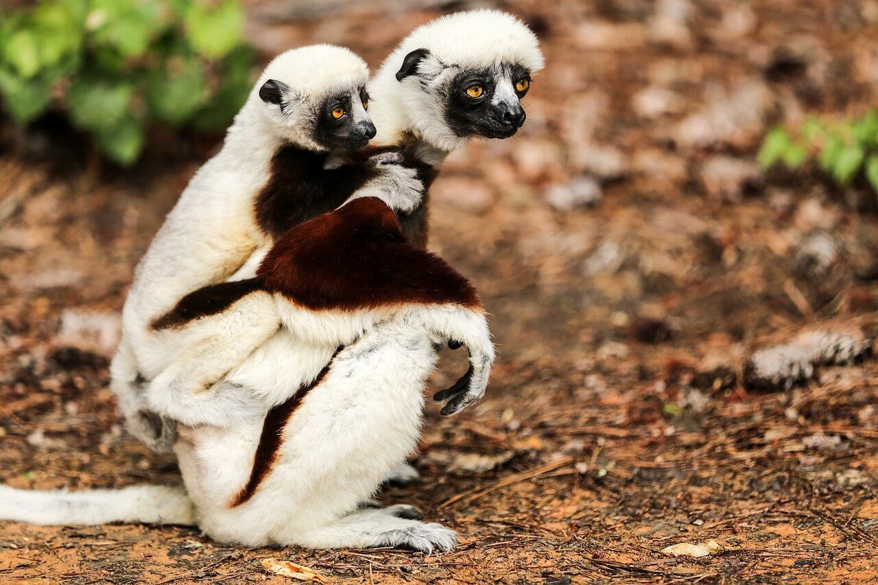 Madagaskar Turu